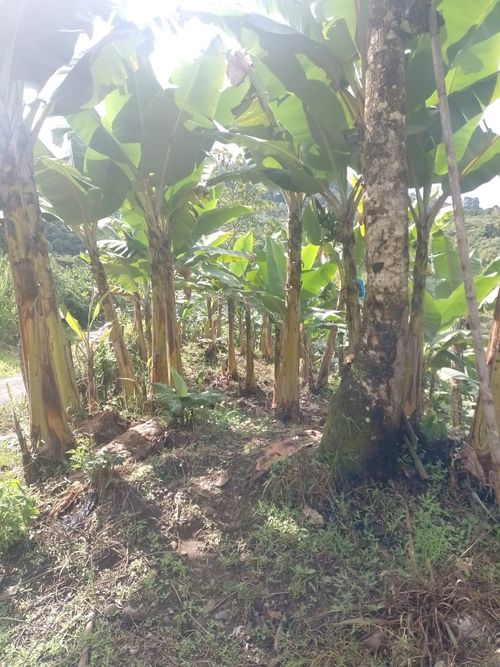 Finca en Venta en Andes - Miniatura 4