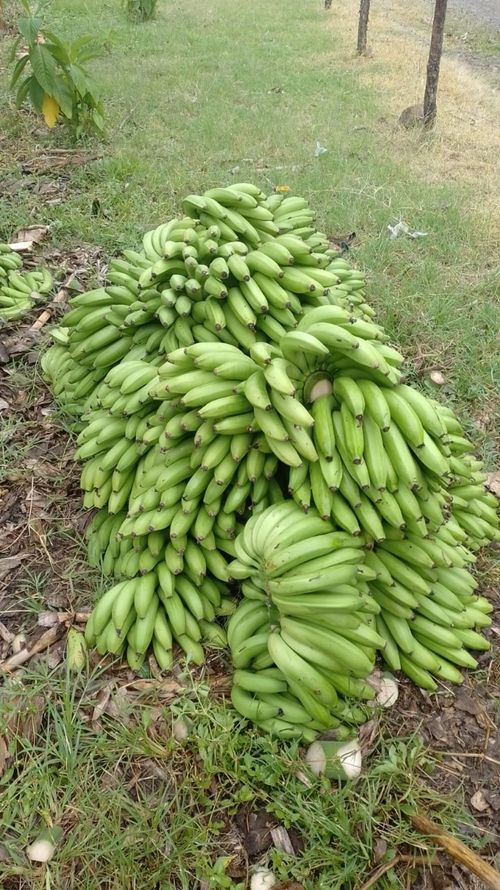 Finca en Venta en Andes - Miniatura 5