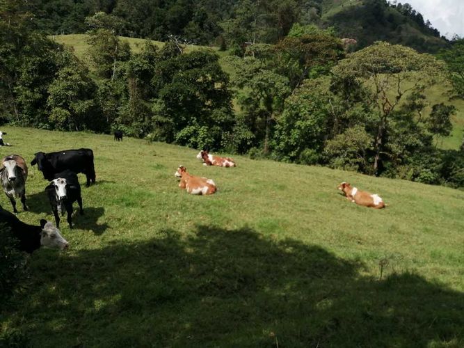 Finca en  Venta en Guayabal de siquima - Miniatura 29