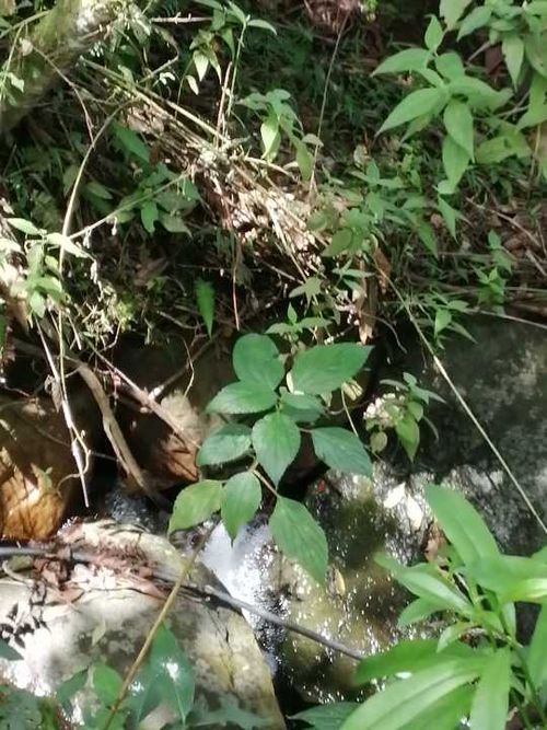 Finca en  Venta en Guayabal de siquima - Miniatura 30
