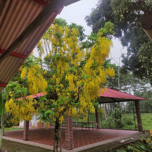 Finca en Venta en Inspeccion guacavia, Cumaral - Miniatura 17