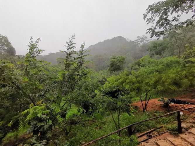 Finca en Venta en Cumaca, Ricaurte - Miniatura 14