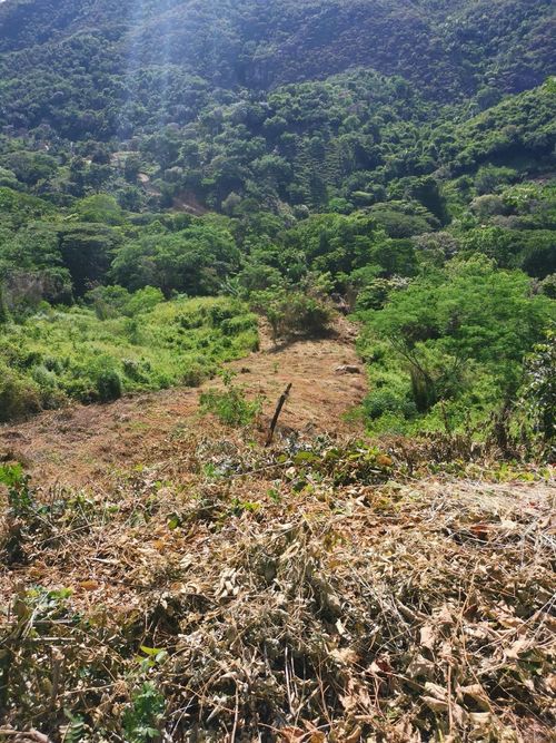 Finca en Venta en Cumaca, Ricaurte - Miniatura 19