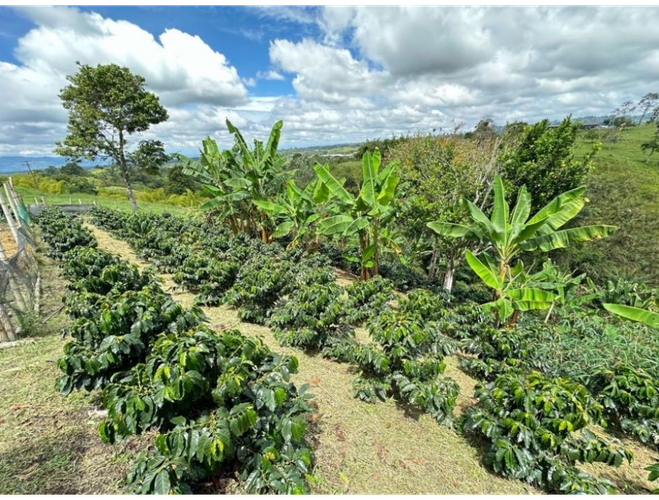 Finca en  Venta en Armenia - Miniatura 18