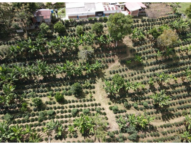Finca en  Venta en Armenia - Miniatura 21