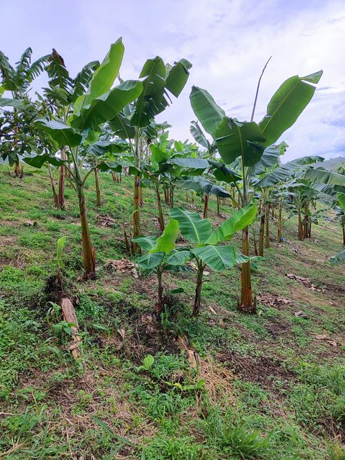 Finca en  Venta en Ulloa - Miniatura 10