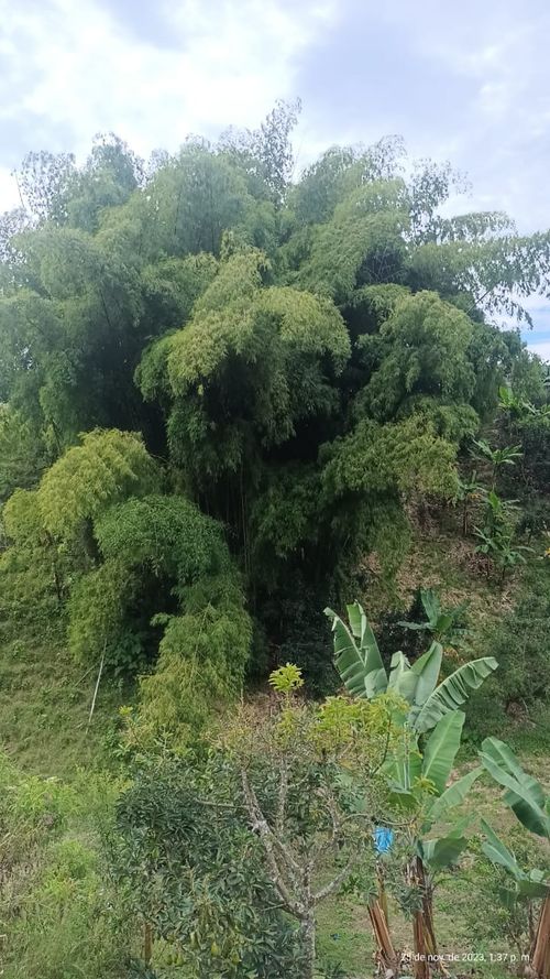 Finca en  Venta en Ulloa - Miniatura 14