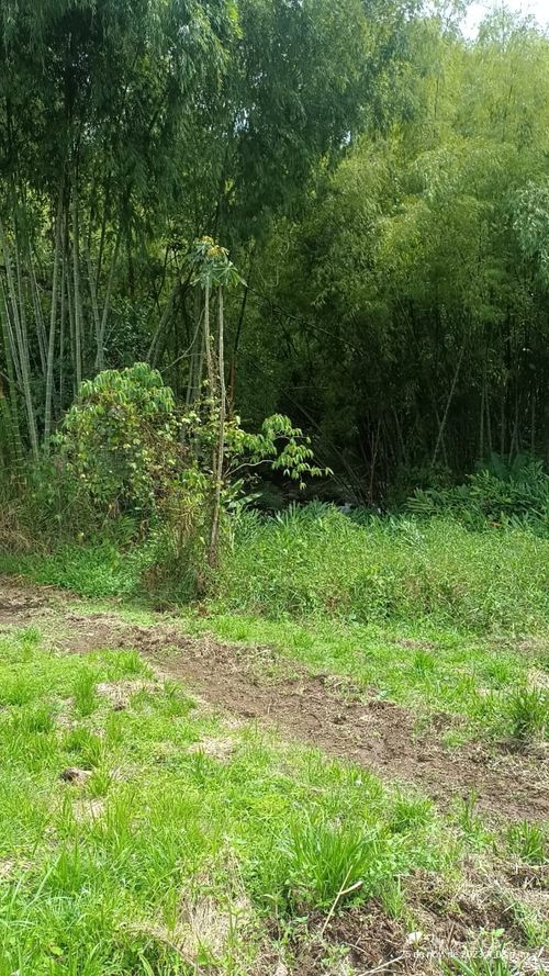 Finca en  Venta en Ulloa - Miniatura 15