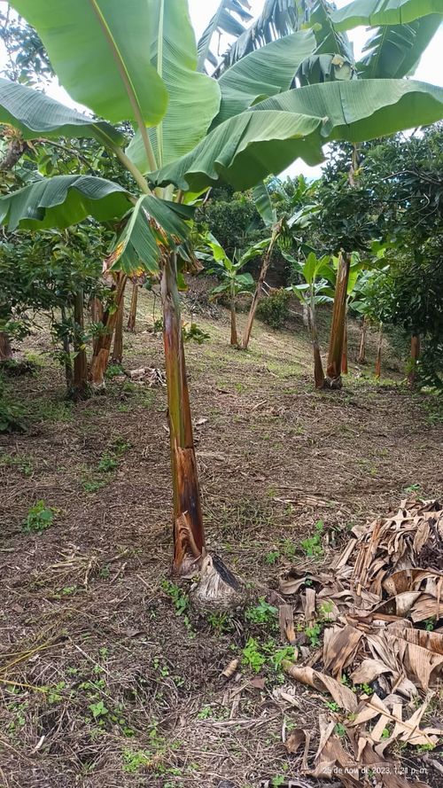 Finca en  Venta en Ulloa - Miniatura 17