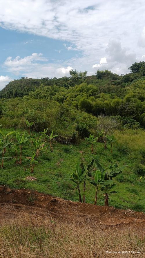 Finca en  Venta en Ulloa - Miniatura 20
