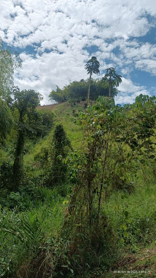 Finca en  Venta en Ulloa - Miniatura 22