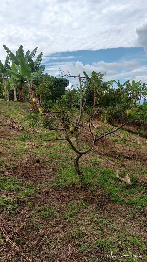 Finca en  Venta en Ulloa - Miniatura 23