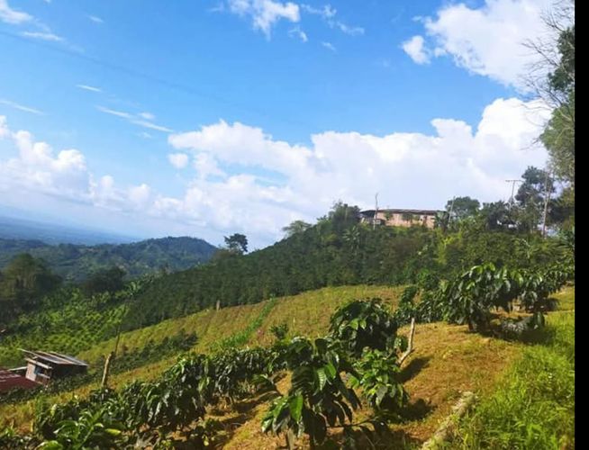 Finca en Venta en Armenia - Miniatura 9
