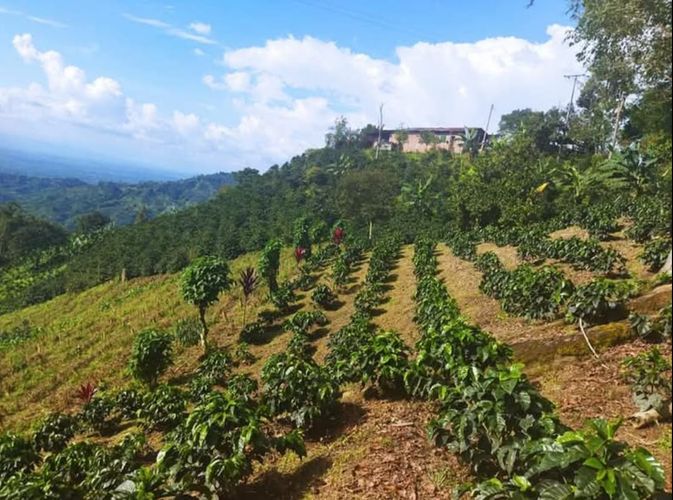 Finca en Venta en Armenia - Miniatura 13