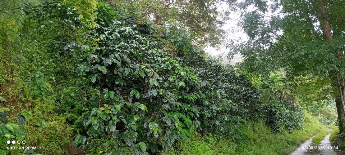 Finca en Venta en Armenia - Miniatura 14