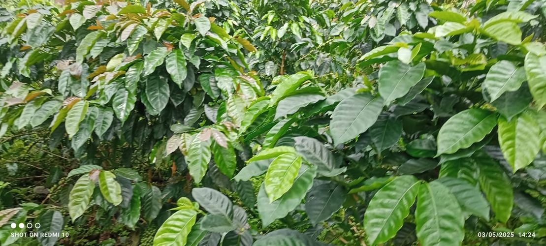 Finca en Venta en Armenia - Miniatura 15