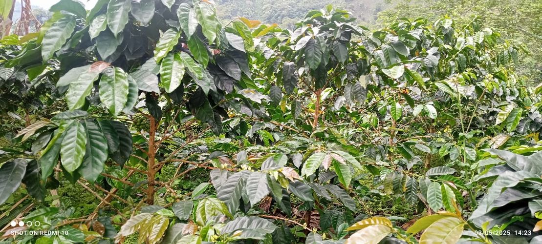 Finca en Venta en Armenia - Miniatura 16