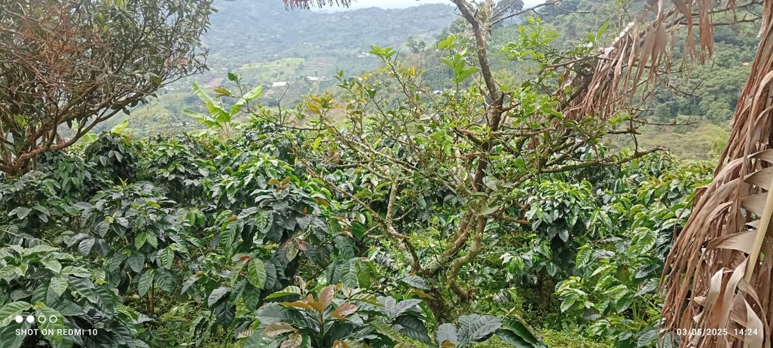 Finca en Venta en Armenia - Miniatura 17