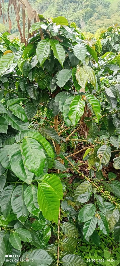 Finca en Venta en Armenia - Miniatura 19