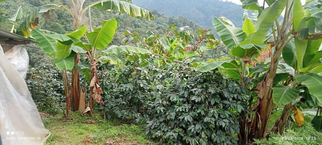 Finca en Venta en Armenia - Miniatura 21