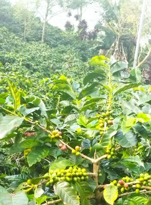 Finca en Venta en Armenia - Miniatura 22
