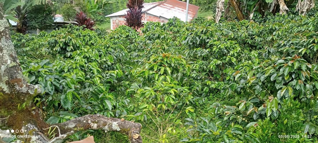 Finca en Venta en Armenia - Miniatura 23