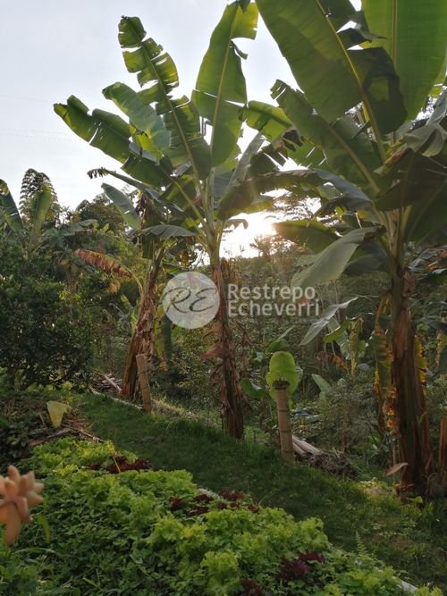 Finca en  Venta en Palermo, Neira - Miniatura 9