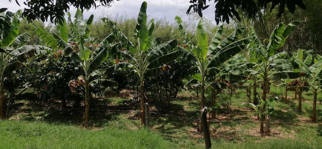 Finca en  Venta en Guaduas - Miniatura 10