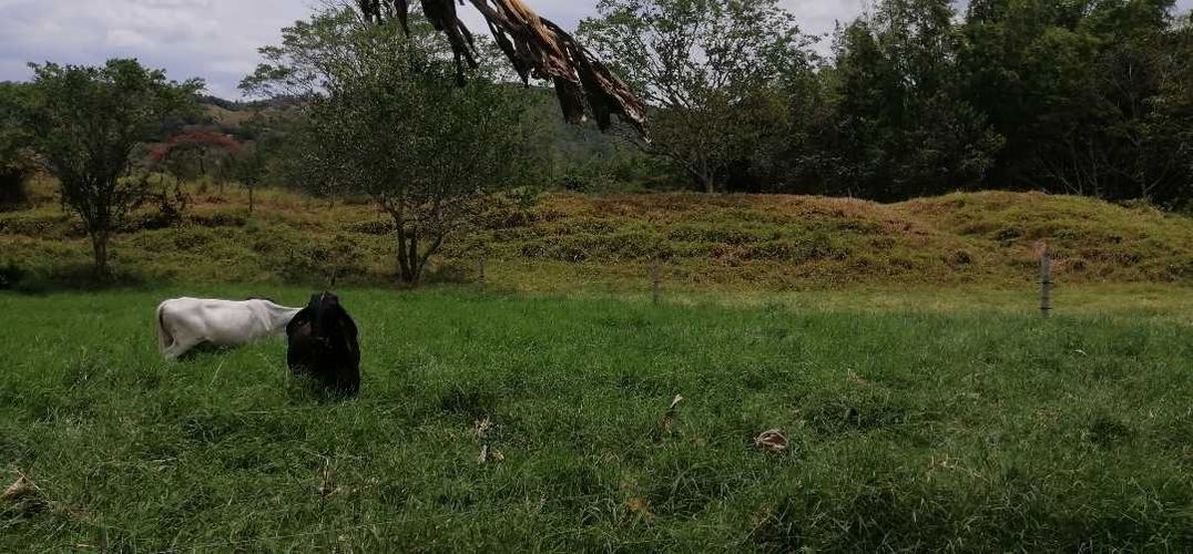 Finca en  Venta en Guaduas - Miniatura 12