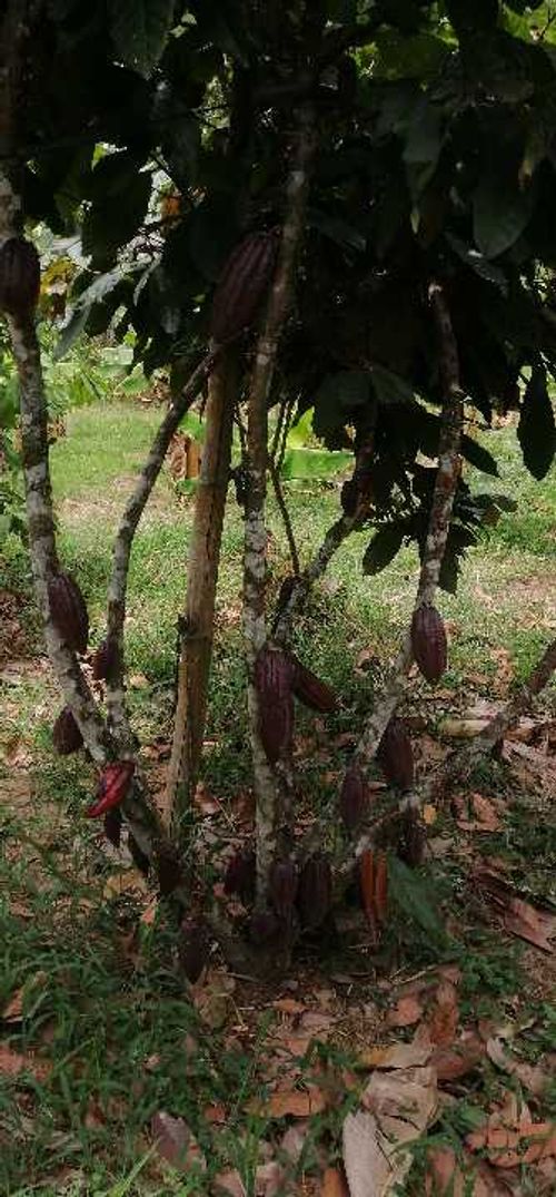 Finca en  Venta en Guaduas - Miniatura 13