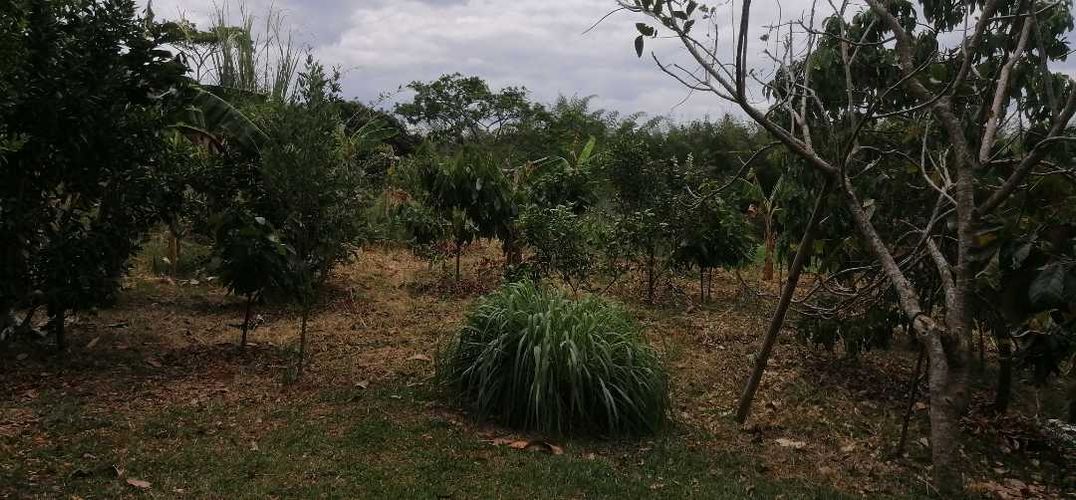 Finca en  Venta en Guaduas - Miniatura 17