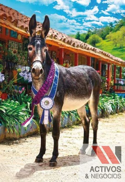 Finca en venta en El salado, Guarne - Miniatura 19