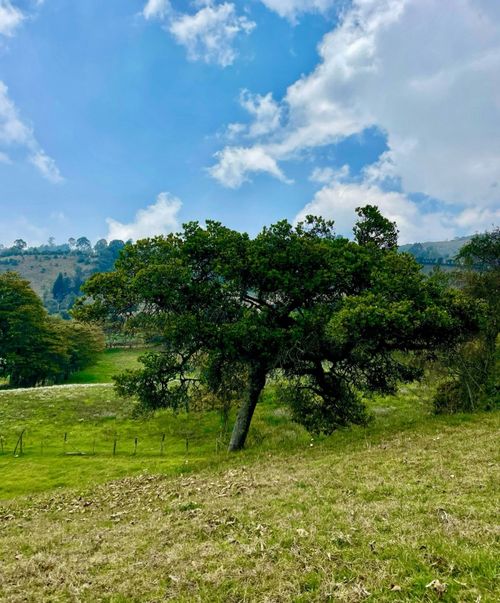 Finca en venta en Pueblo viejo, Zipacon - Miniatura 2