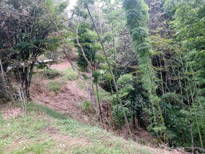 Finca en venta en Arango, Concepcion - Miniatura 7