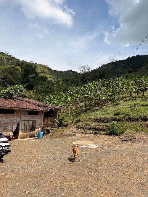 Finca en Venta en Combia, Pereira - Miniatura 15