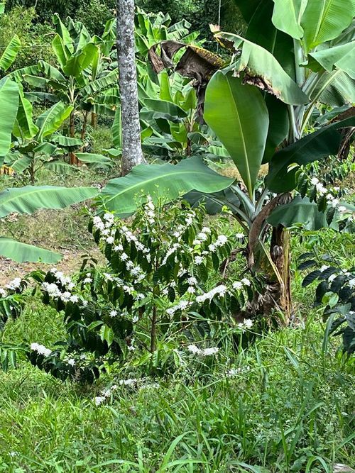 Finca en Venta en Combia, Pereira - Miniatura 20