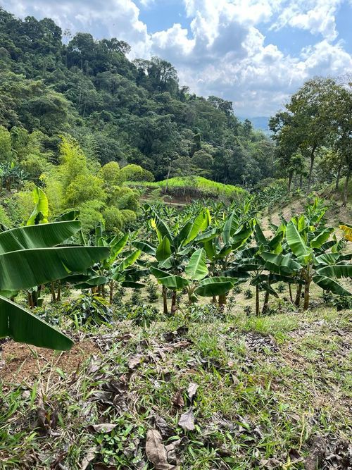 Finca en Venta en Combia, Pereira - Miniatura 23