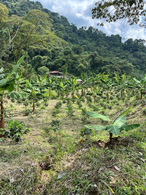 Finca en Venta en Combia, Pereira - Miniatura 24
