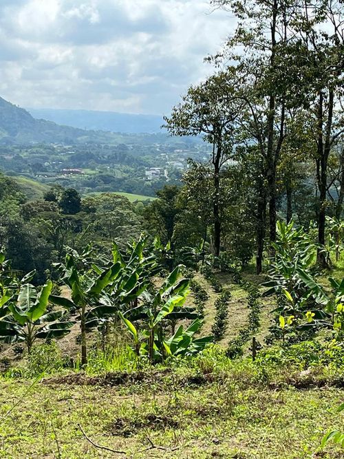 Finca en Venta en Combia, Pereira - Miniatura 25