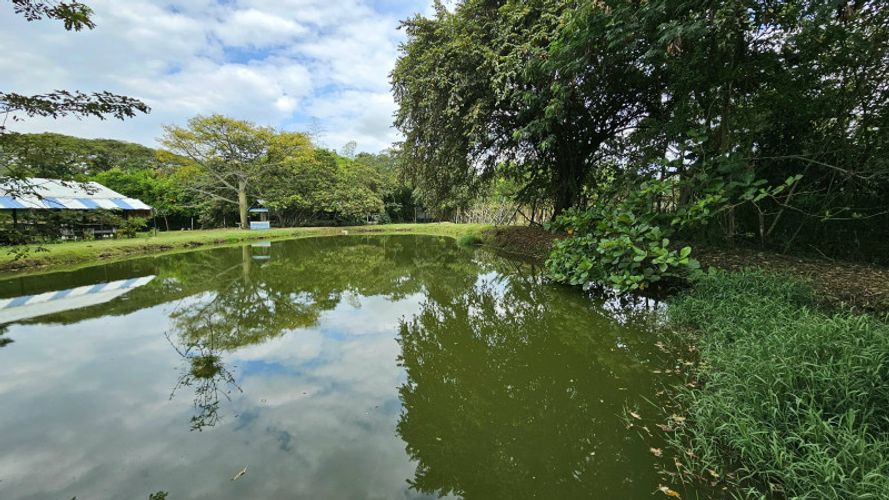 Finca en Arriendo en La selva, Ginebra - Miniatura 3