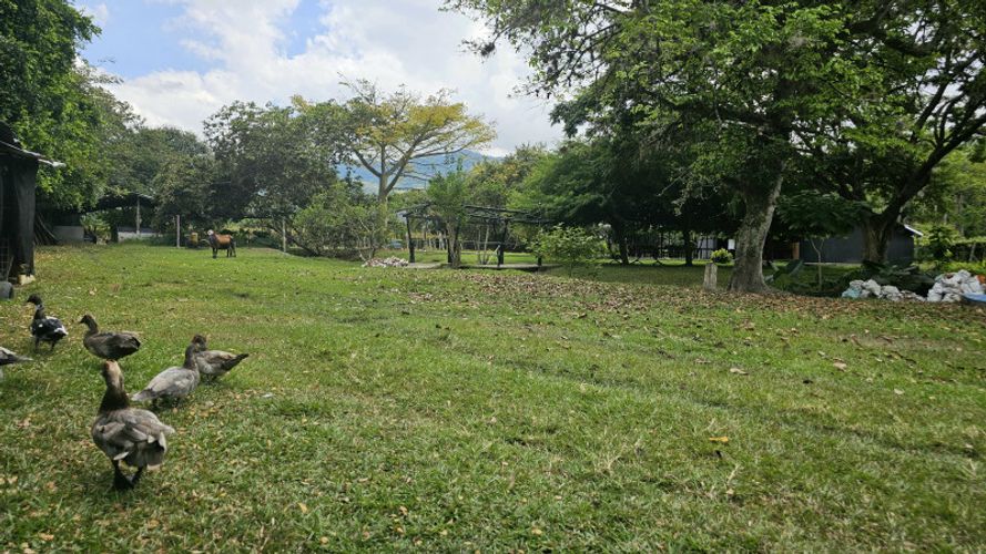 Finca en Arriendo en La selva, Ginebra - Miniatura 7