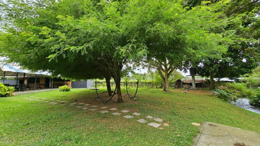 Finca en Arriendo en La selva, Ginebra - Miniatura 17