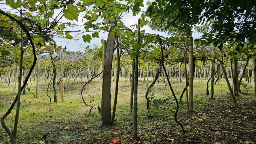 Finca en Arriendo en La selva, Ginebra - Miniatura 20