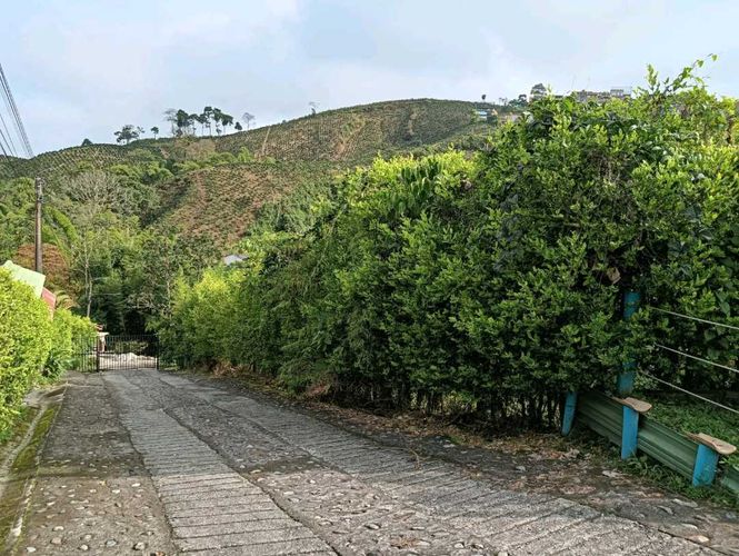 Finca en Arriendo en Palestina - Miniatura 4