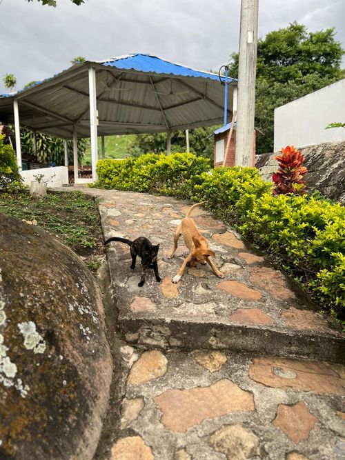 Finca en Arriendo en San antonio del tequendama - Miniatura 3
