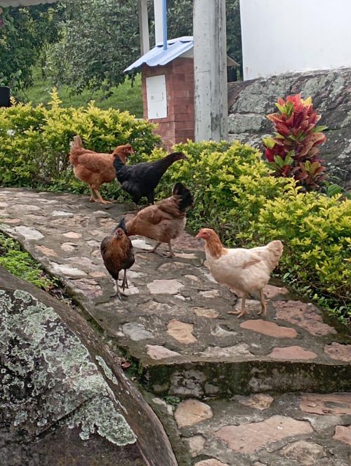 Finca en Arriendo en San antonio del tequendama - Miniatura 14