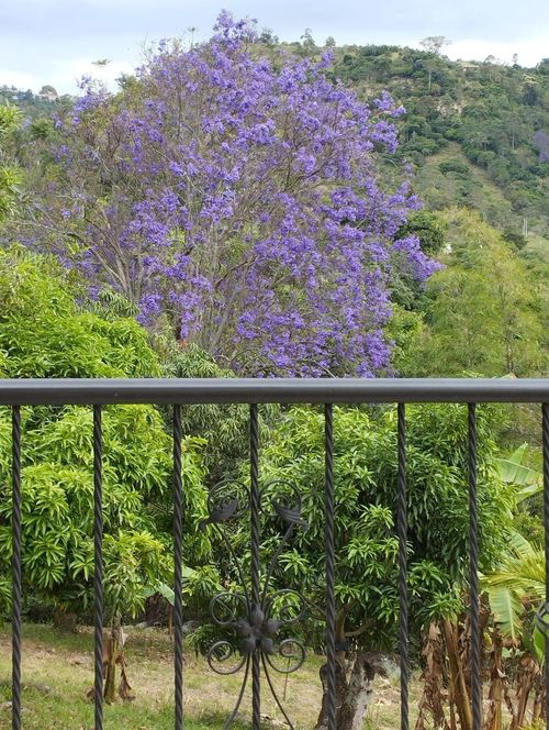 Finca en Arriendo en San antonio del tequendama - Miniatura 17
