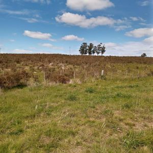 Campo - Pan De Azúcar