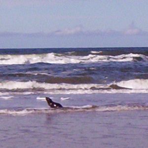 Inversion - Terrenos En Playas Vírgenes Al Sur De Brasil