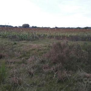 Campo En Colonia Estrella Ruta 21